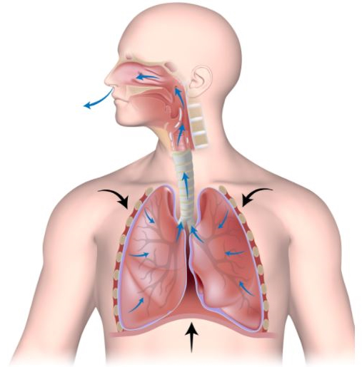 espirazione polmonare