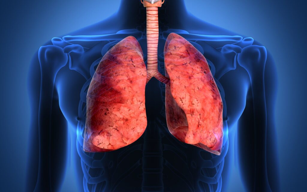 apparato respiratorio polmoni